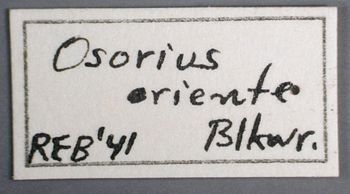 Media type: image;   Entomology 27497 Aspect: labels 3